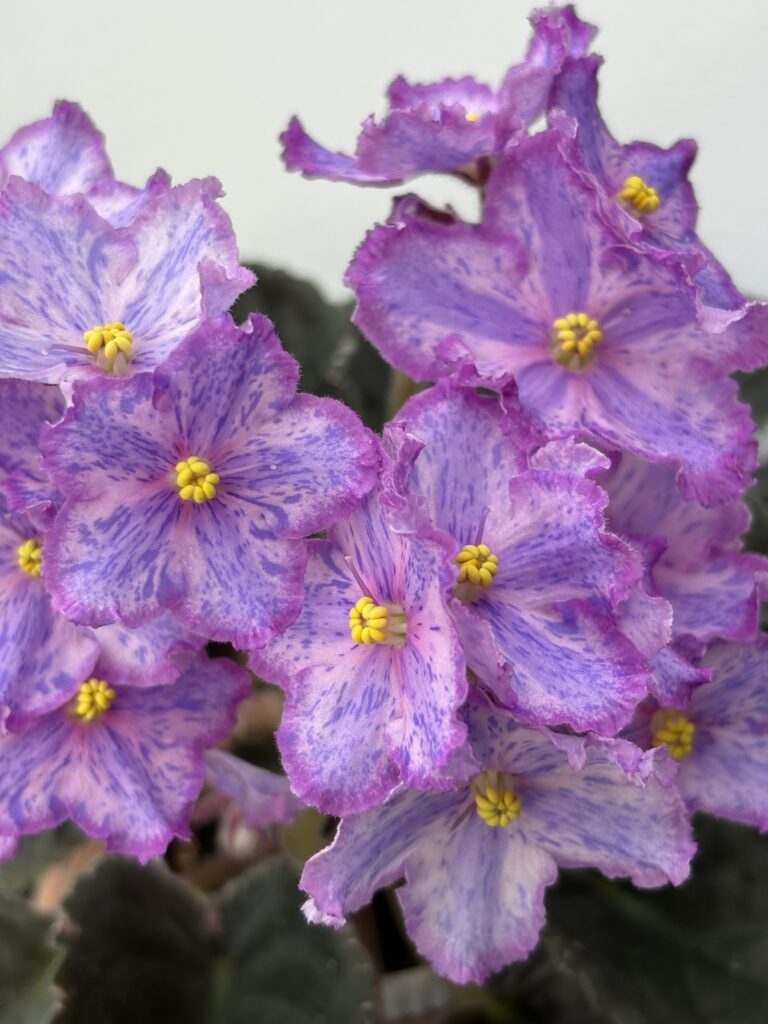 ЛЕ-Рафаэль
