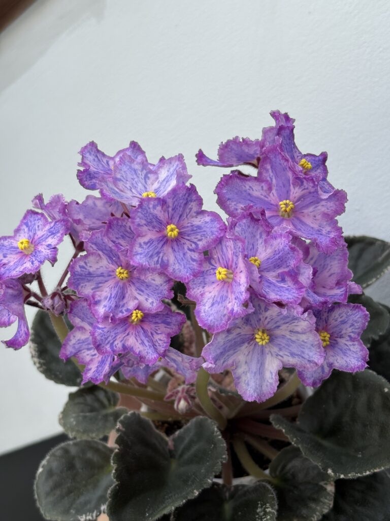 ЛЕ-Рафаэль