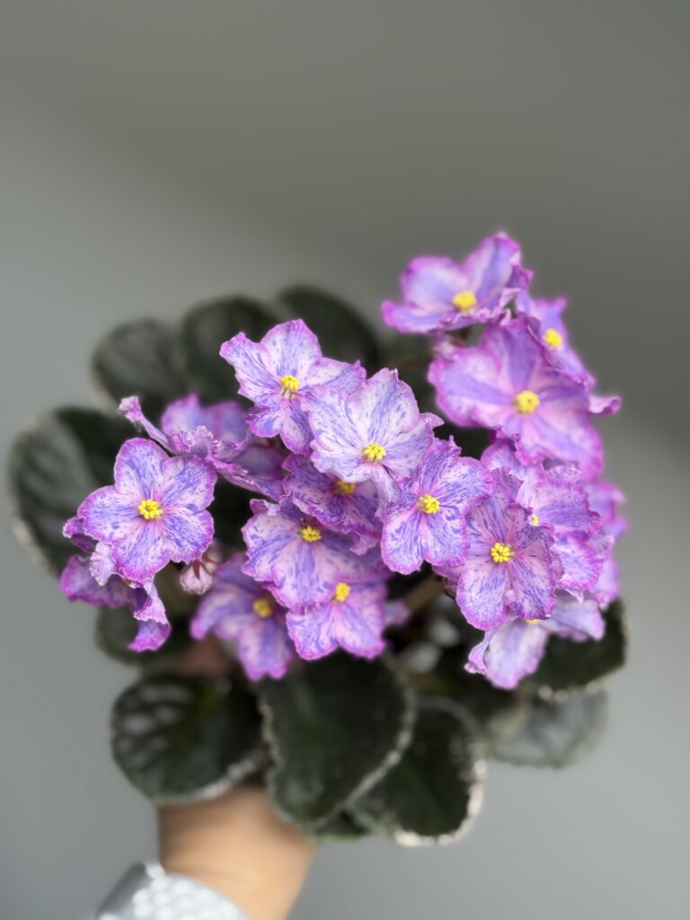 ЛЕ-Рафаэль