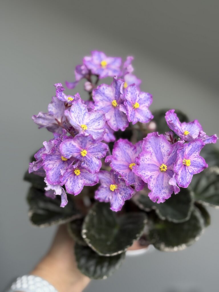 ЛЕ-Рафаэль
