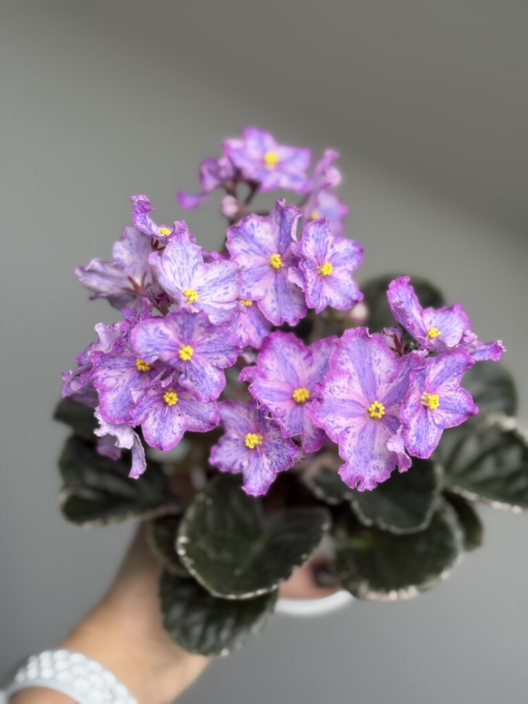 ЛЕ-Рафаэль