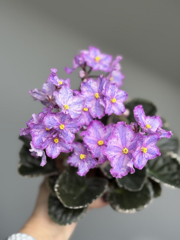 ЛЕ-Рафаэль