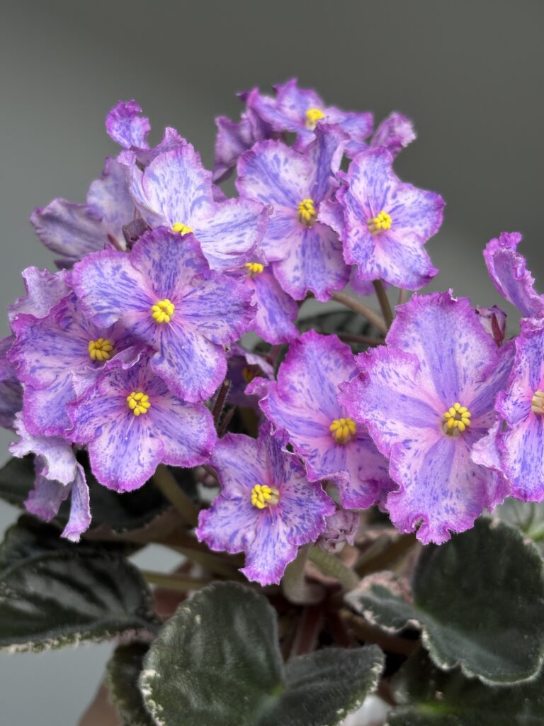 ЛЕ-Рафаэль