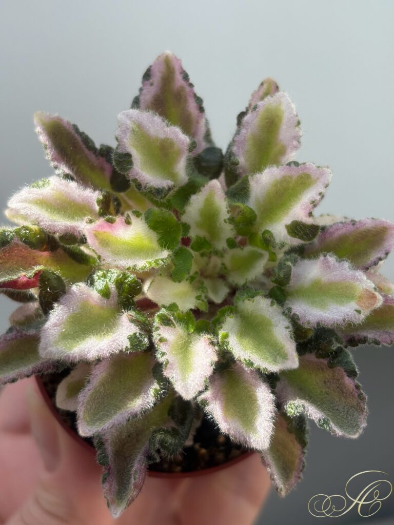 ЛО-Грачи Прилетели