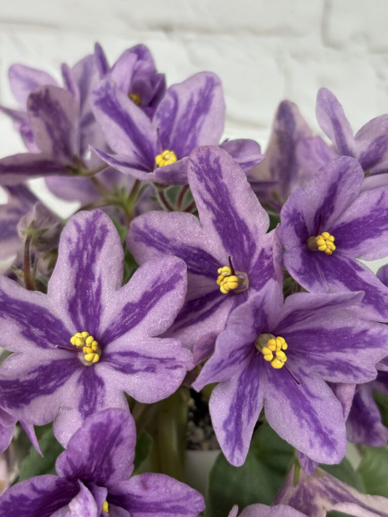Лавандовая Сказка