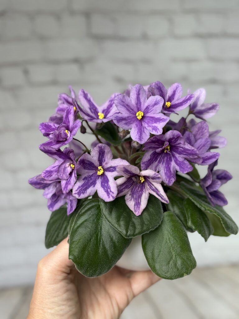 Лавандовая Сказка