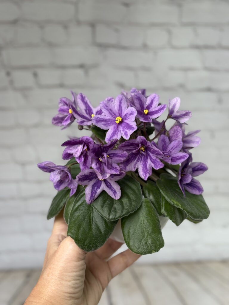 Лавандовая Сказка
