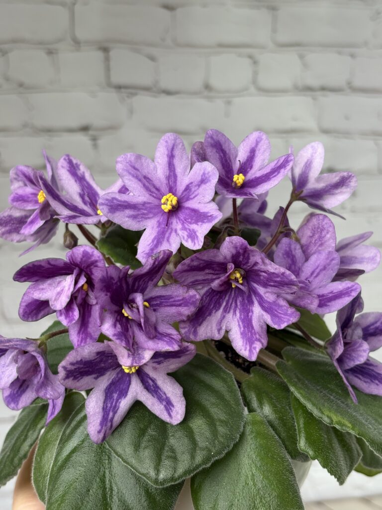 Лавандовая Сказка