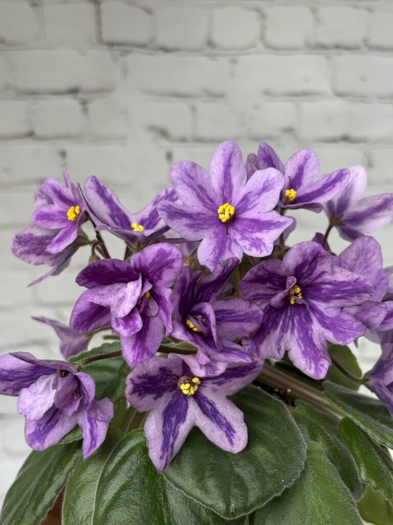 Лавандовая Сказка