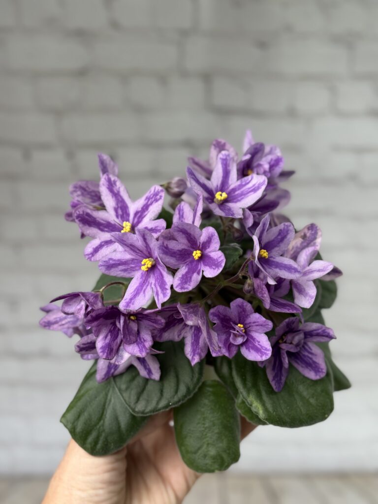 Лавандовая Сказка