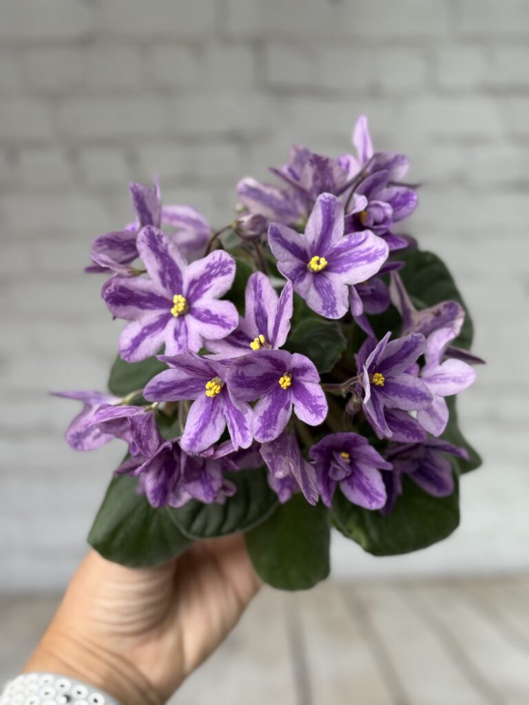 Лавандовая Сказка
