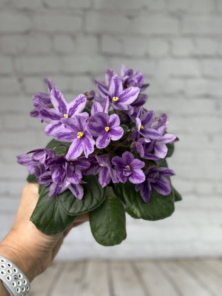 Лавандовая Сказка
