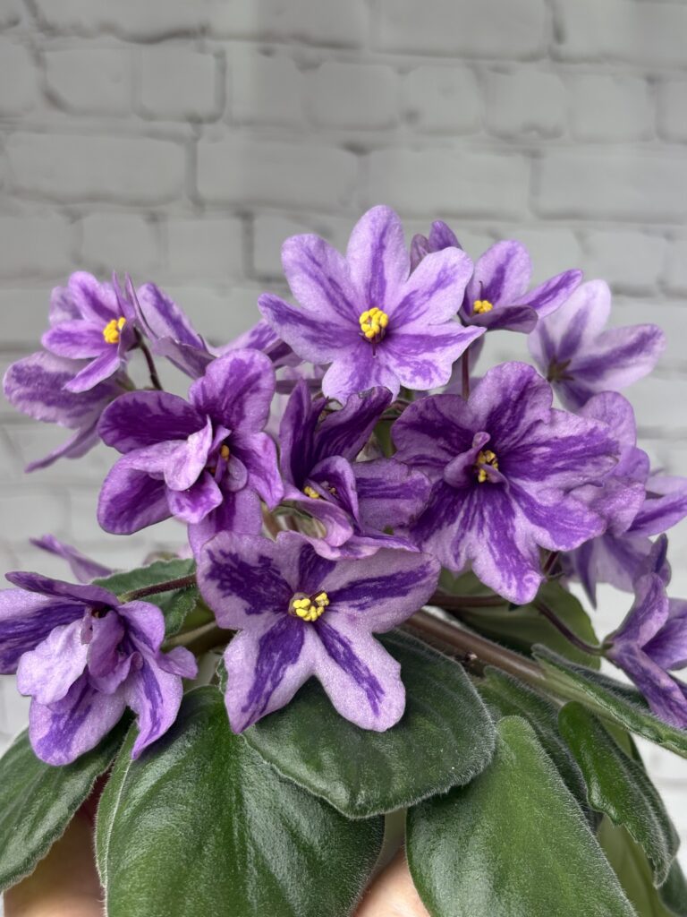 Лавандовая Сказка