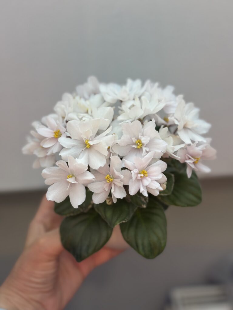 Лао (Н.Матвеева) Осколки Нежности / Lao (N.Matveeva) Oskolki Nezhnosti