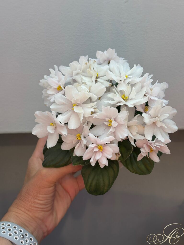 Лао (Н.Матвеева) Осколки Нежности / Lao (N.Matveeva) Oskolki Nezhnosti