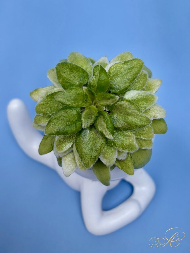 ЛеВ-Зимова Казка