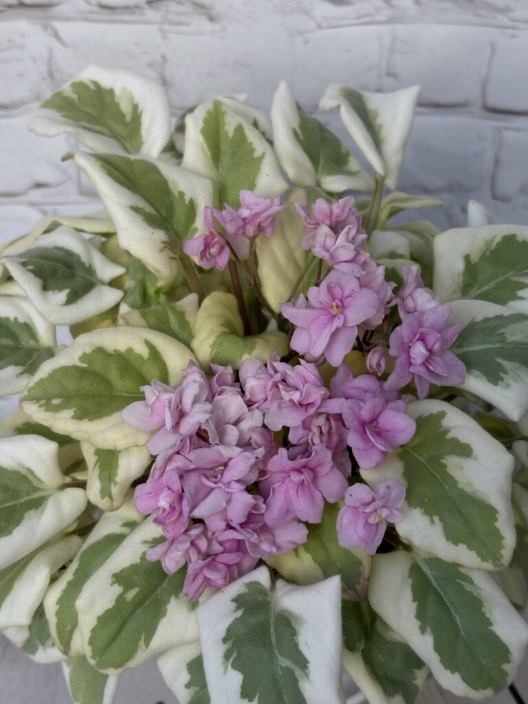 Лесная Заводь