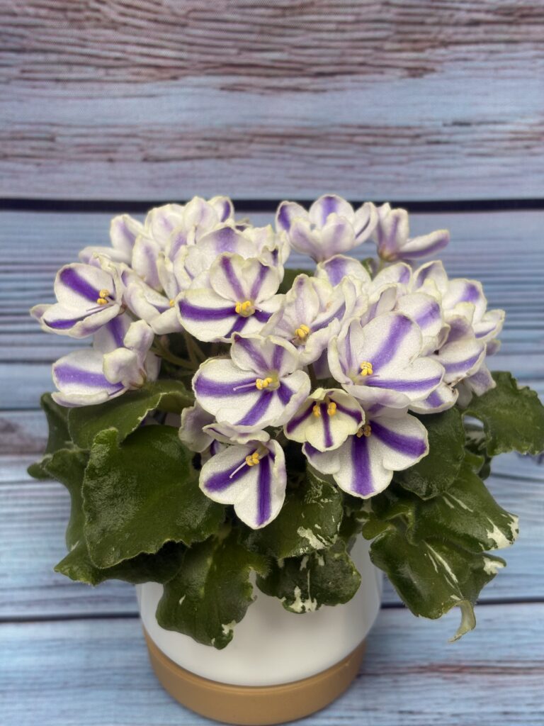 МВ-Лапландия