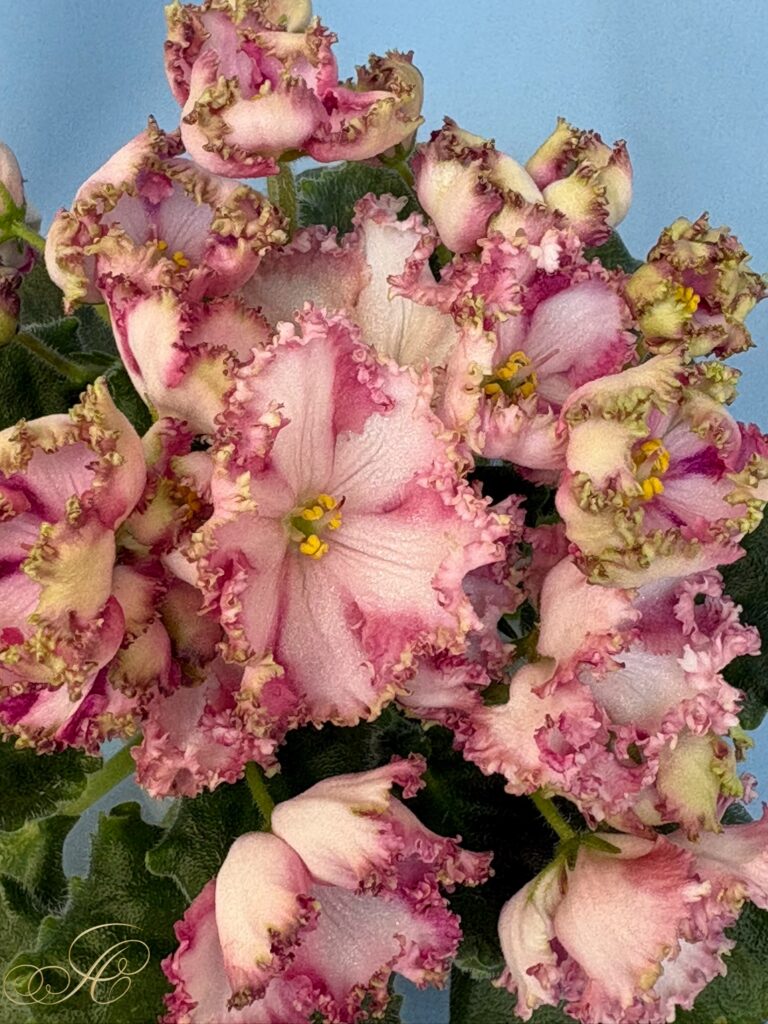 МТ-Мания Величия