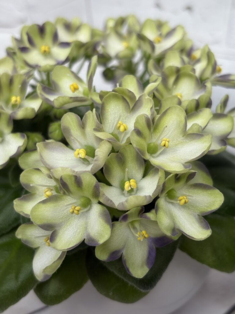 Марина Цветаева