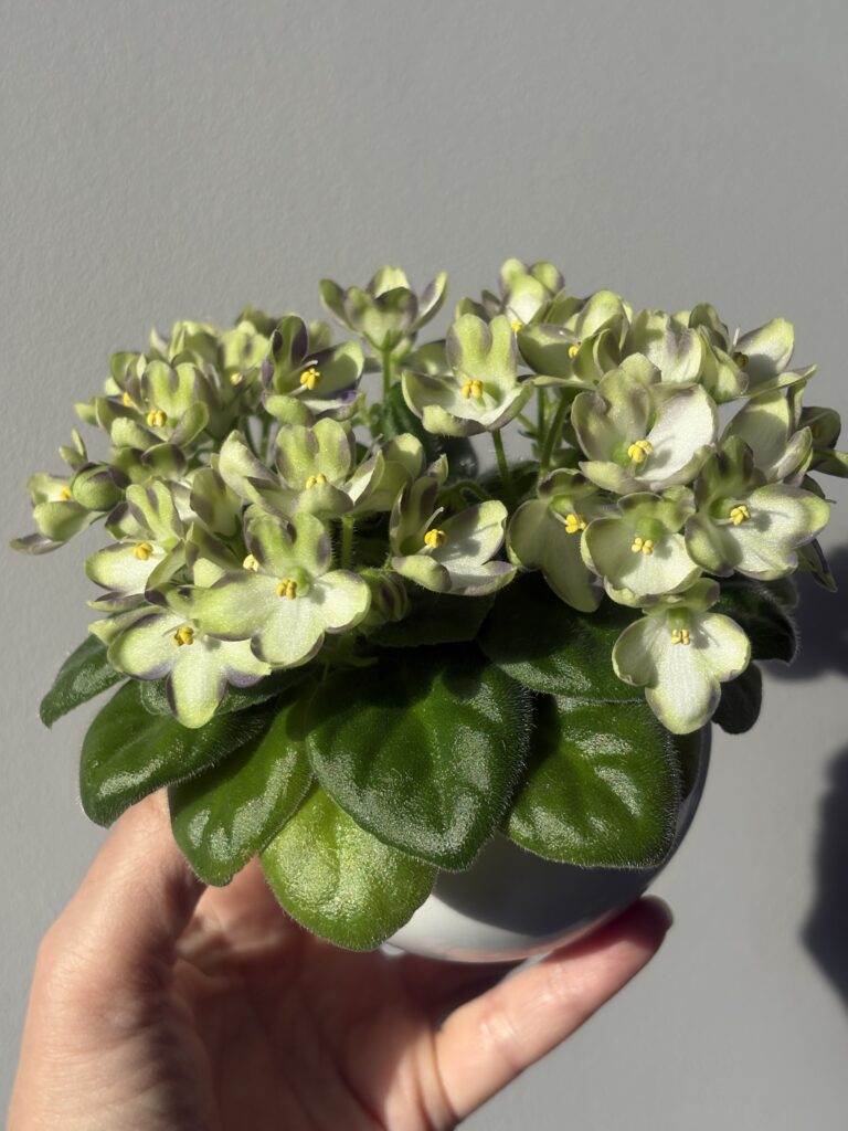 Марина Цветаева