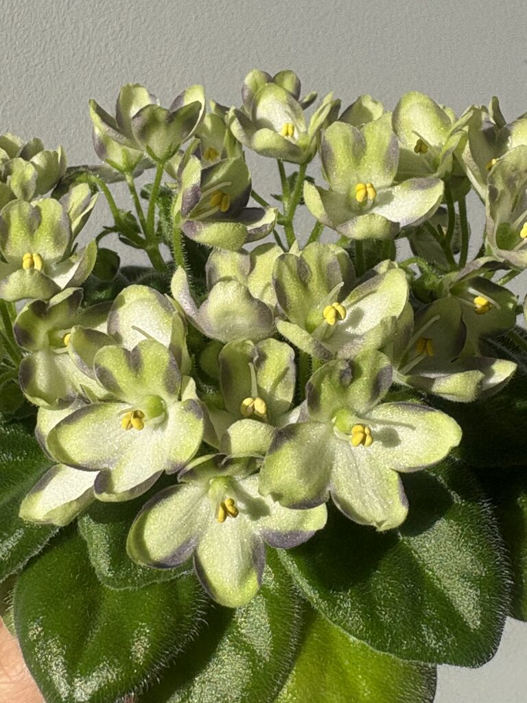 Марина Цветаева