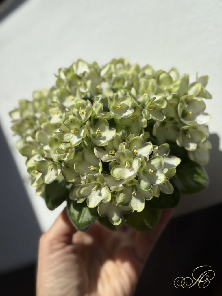 Марина Цветаева