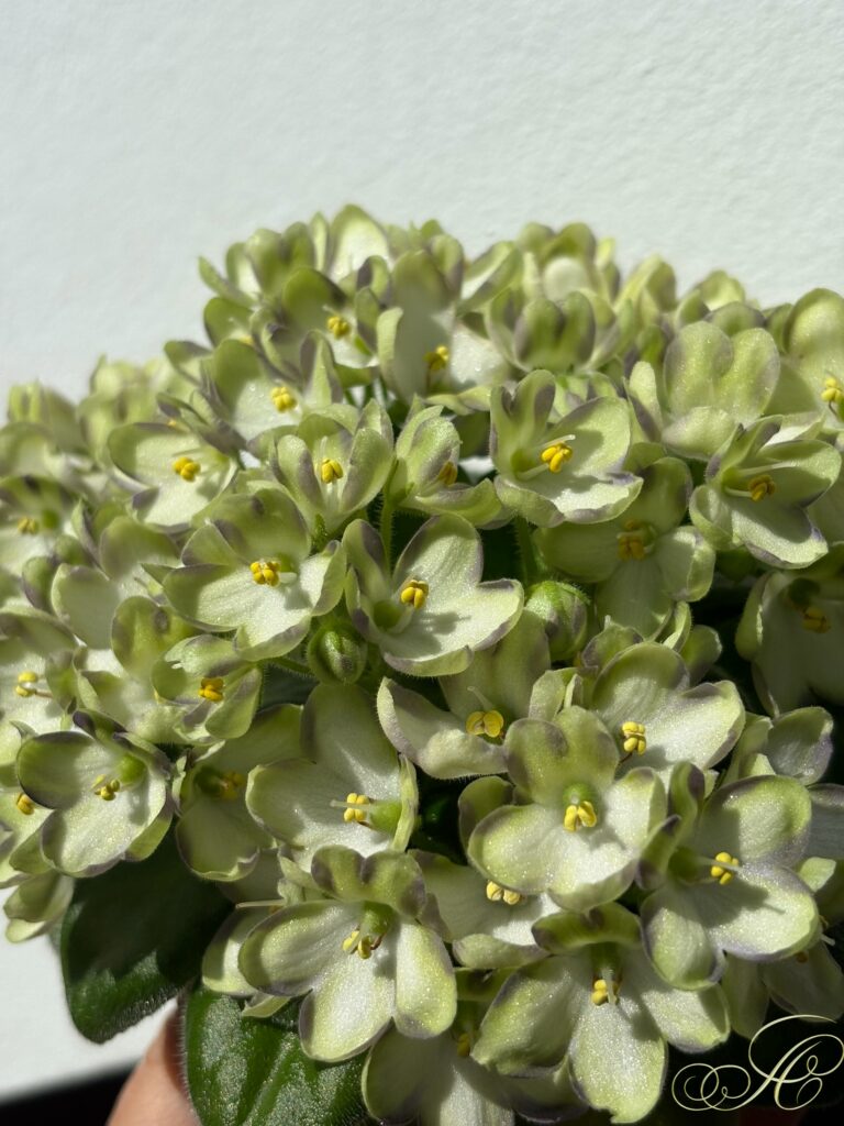 Марина Цветаева