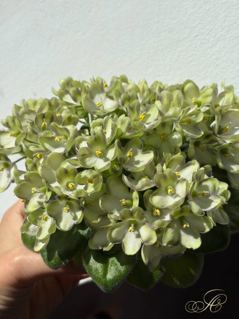 Марина Цветаева