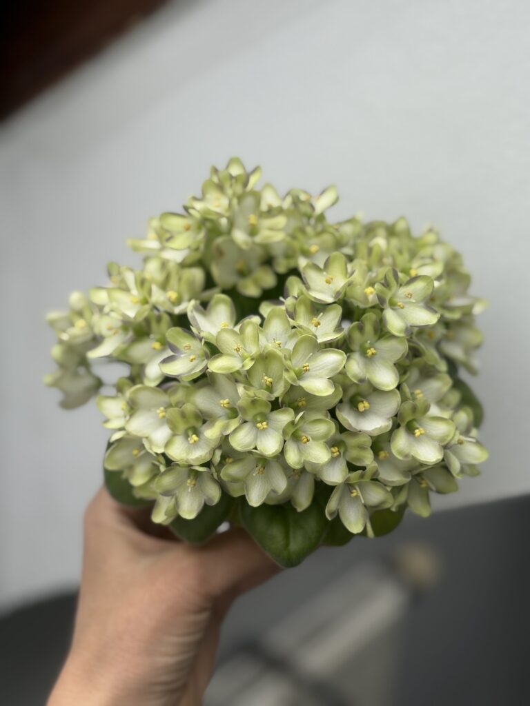 Марина Цветаева