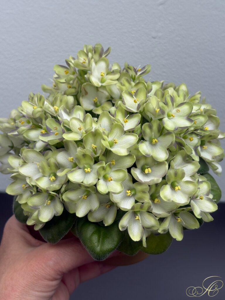Марина Цветаева