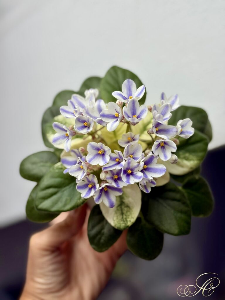 Н-Курьез