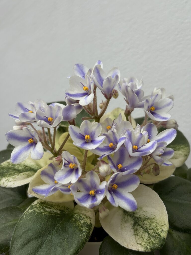 Н-Курьез