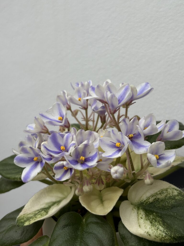 Н-Курьез