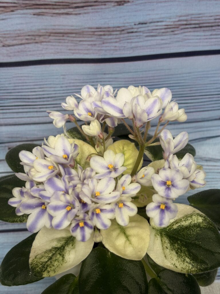 Н-Курьез