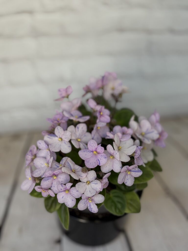 РС-Клад