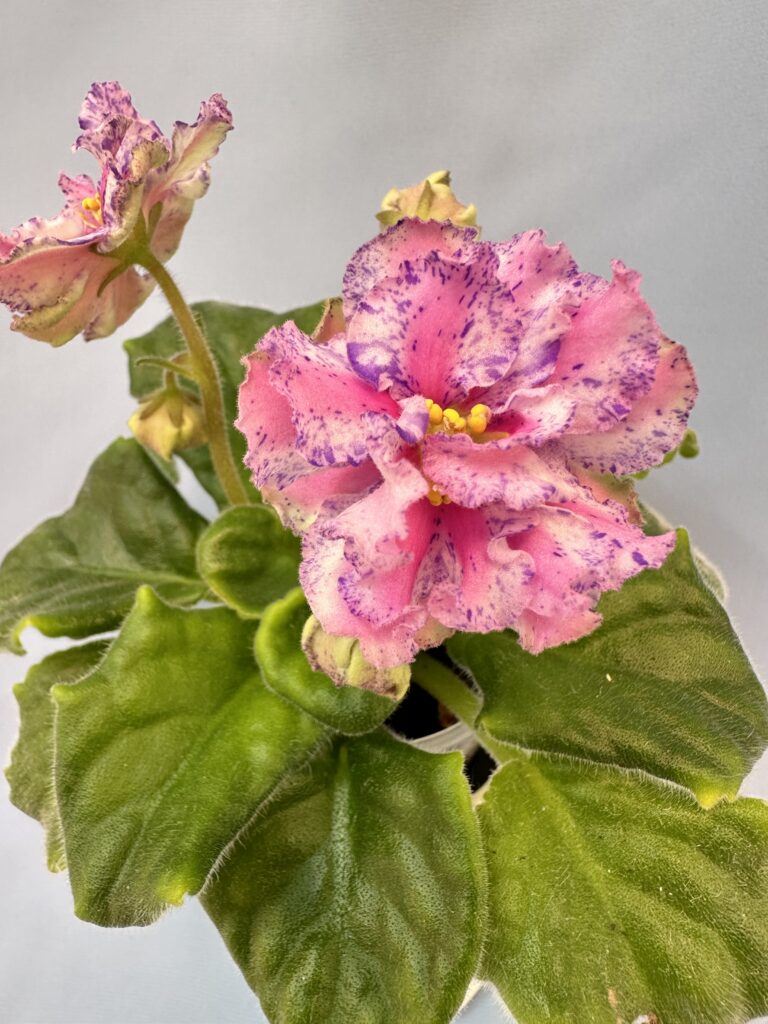 Розовый Какаду
