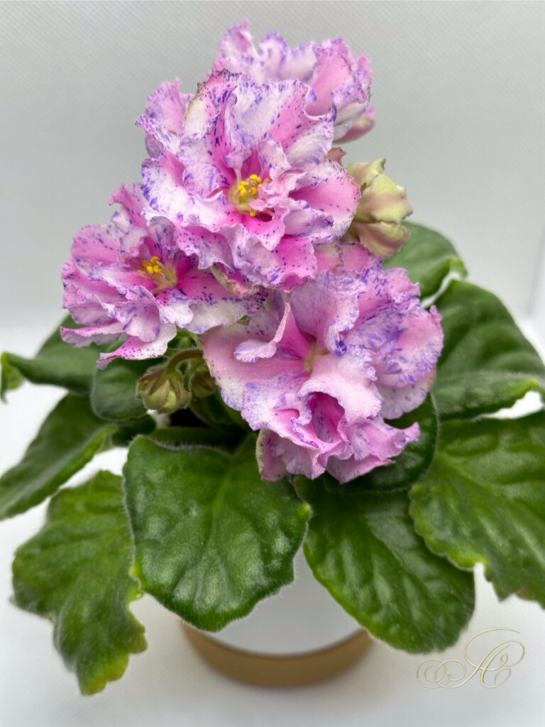 Розовый Какаду