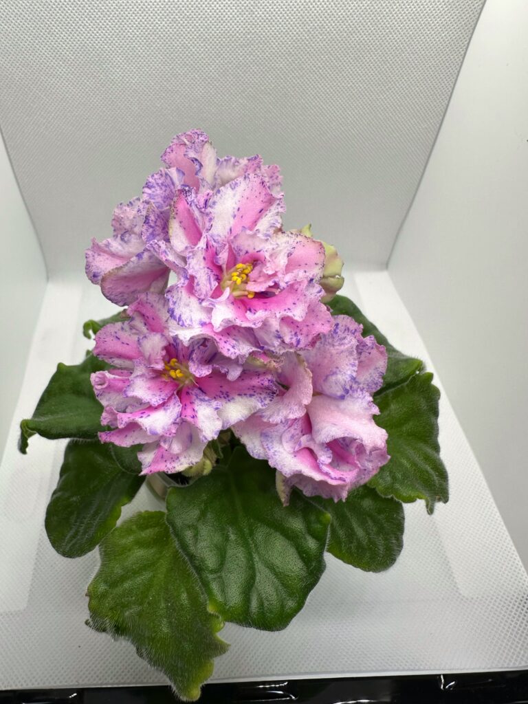 Розовый Какаду