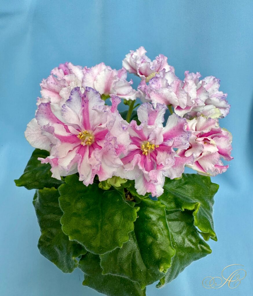 Розовый Какаду
