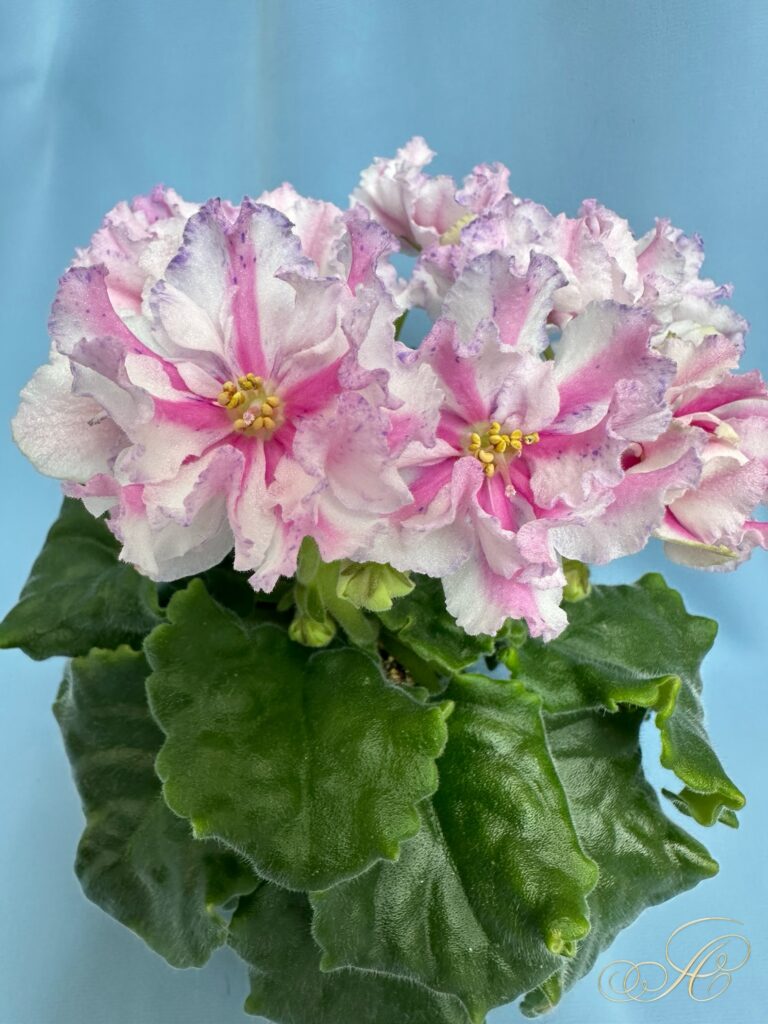 Розовый Какаду