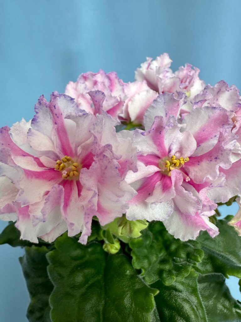 Розовый Какаду