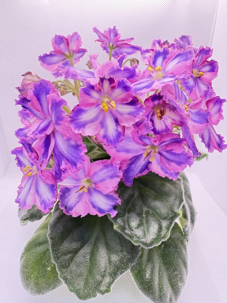 СГ-Каспер
