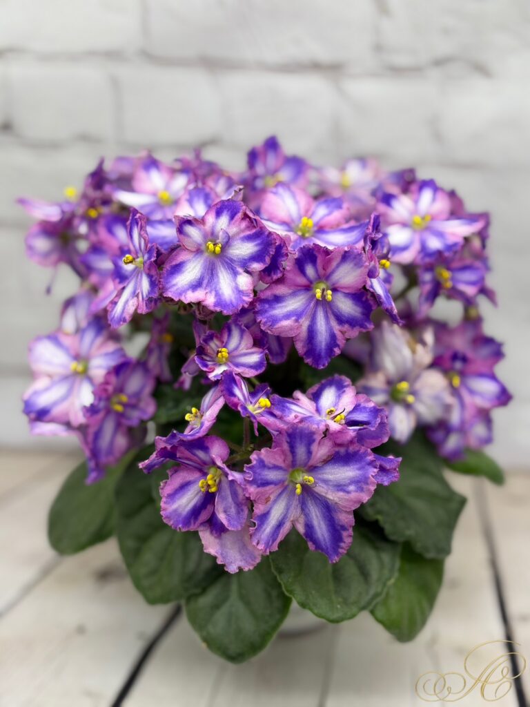 СГ-Каспер