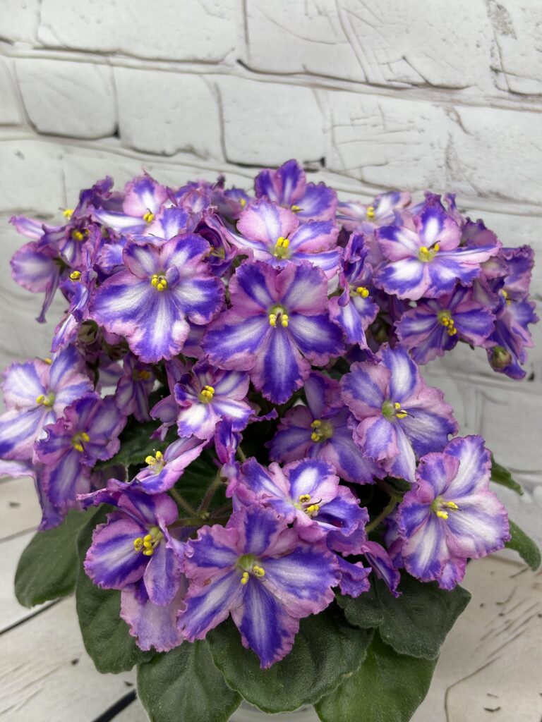 СГ-Каспер