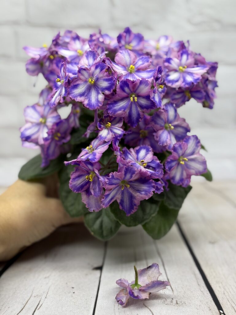 СГ-Каспер