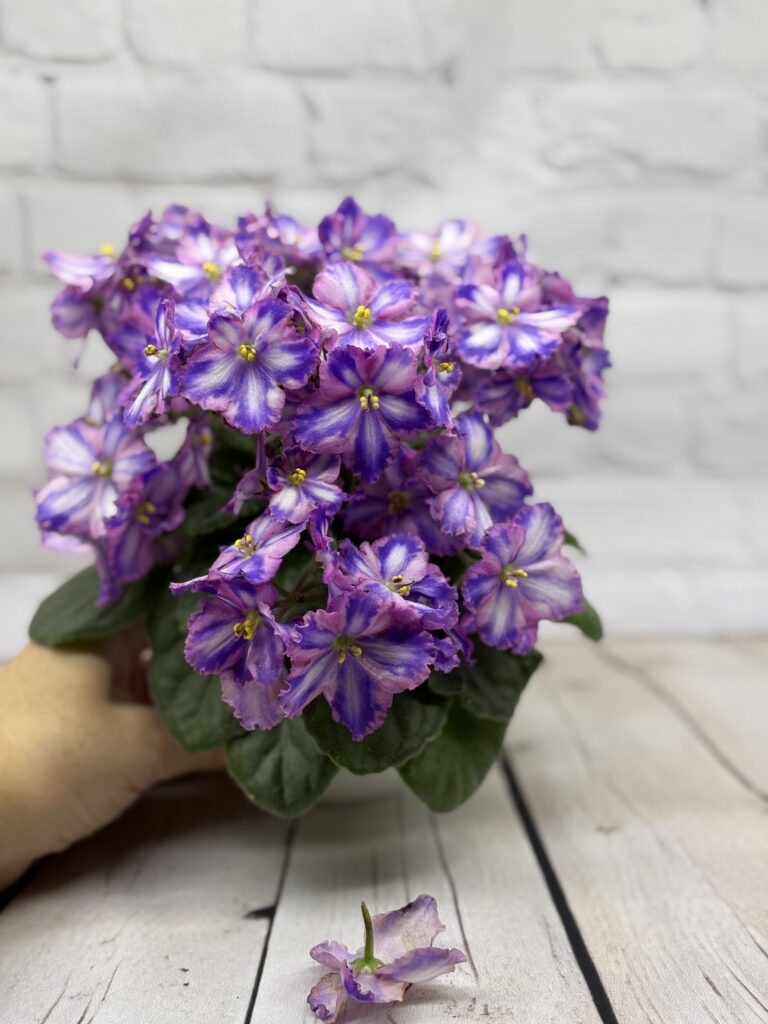 СГ-Каспер