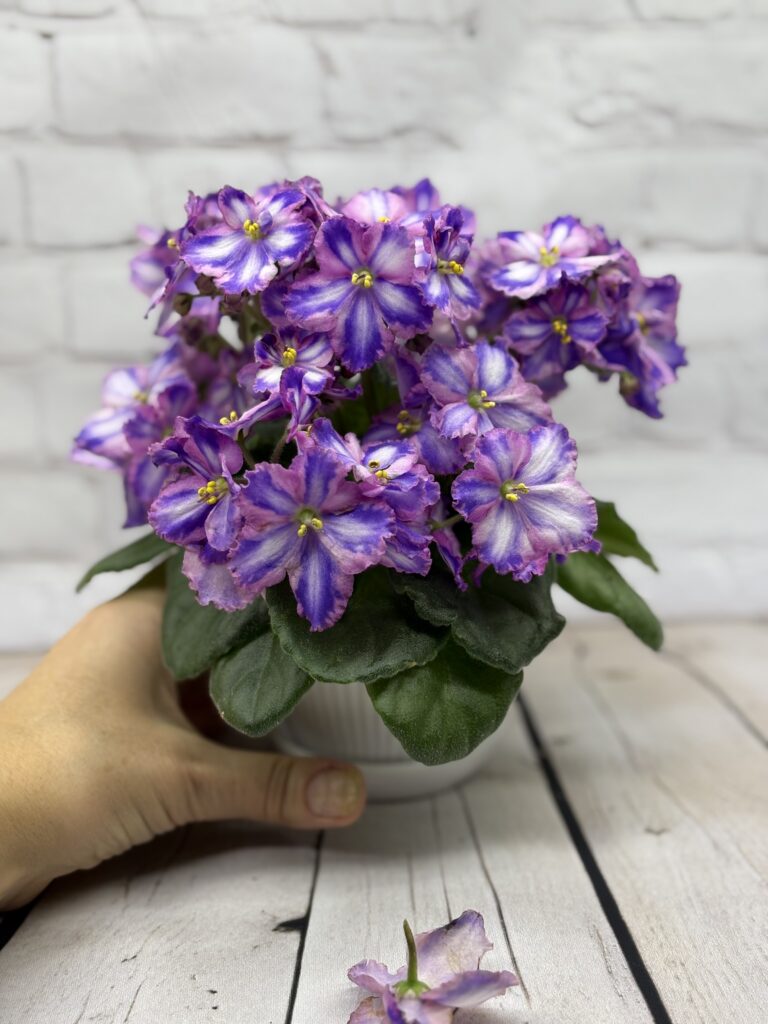 СГ-Каспер