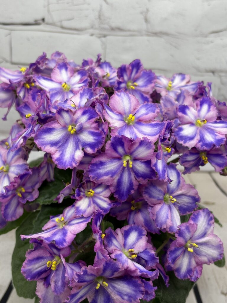 СГ-Каспер