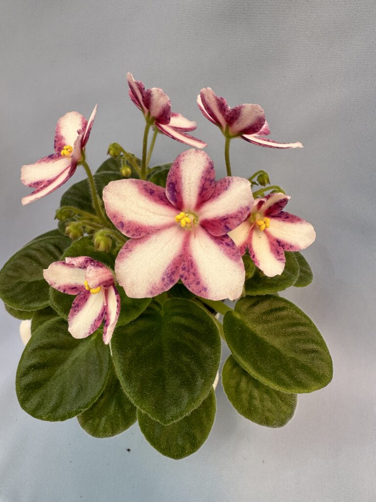 ЦМ-Радость Простых Мелодий